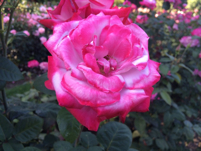 From the Portland Rose Garden, OR. Taken by Andrew Mackay
